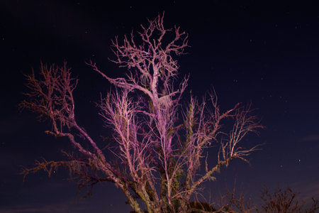 <p>Night starry sky over dead tree in the park,</p>の写真素材