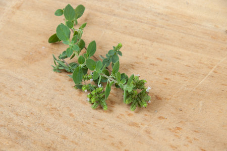 marjoram seasoning on the tableの写真素材