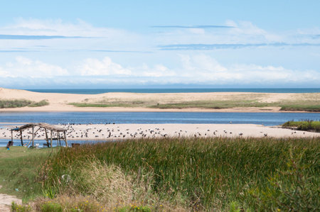 seagulls on the sand dunesの写真素材
