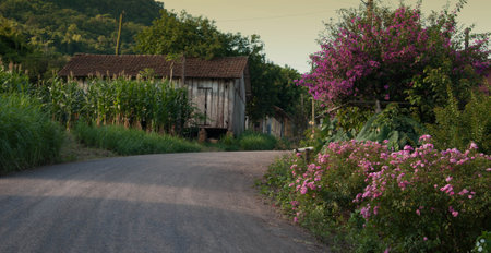 Rural landscape with a country road and blooming bougainvilleaのeditorial素材