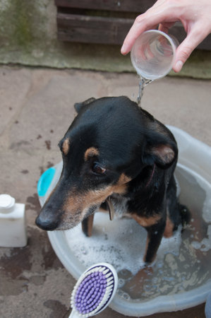 Black dog bathing inside a bowlの写真素材