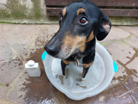 Black dog bathing inside a bowlの写真素材