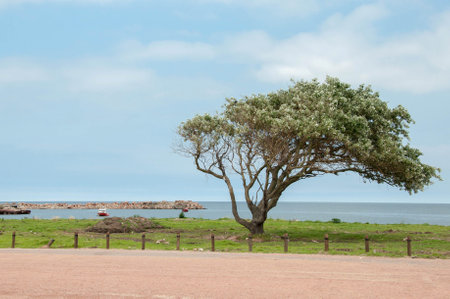 Lonely tree on the beach in springtime, uruguayの写真素材