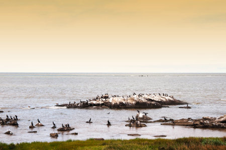Cormorant colony on a rock in the sea at sunsetの写真素材