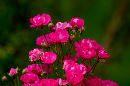 Beautiful pink roses in the garden on a sunny summer day. Selective focus.の写真素材