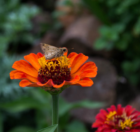 Butterfly on Zinnia flower (Zinnia elegans)の写真素材