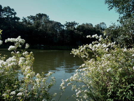 Flowering plants on the banks of the river in the parkの写真素材