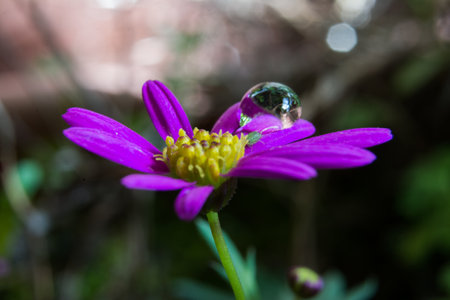 drops on a purple flower. Shallow depth of field.の写真素材