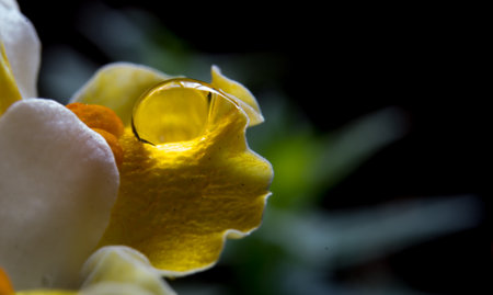 A drop of water on the petals of a yellow flower.の写真素材