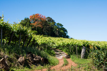 Landscape View of Vineyard in Brazilの写真素材