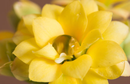 close-up of a yellow kalanchoe flower with water dropの写真素材