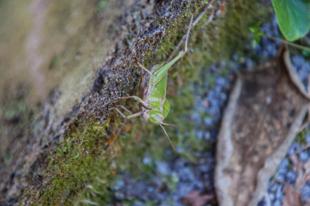 Green grasshopper on the rock in the forestの写真素材