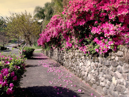 Azalea flowers in the garden with stone wall.の写真素材