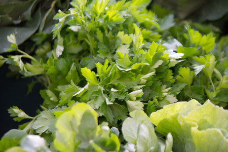 fresh parsley in the market, closeup of parsley leaves
