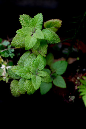 Peppermint leaves close-up on a black background, selective focus