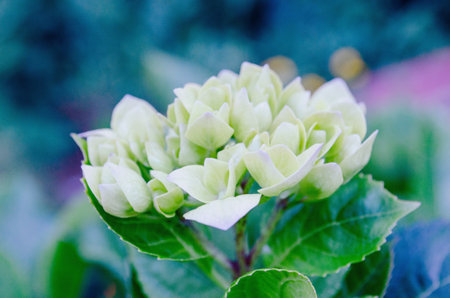 Purple hydrangea flowers background. Hydrangea macrophyllaの写真素材