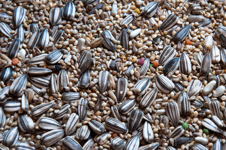 sunflower seeds close-up as a background. superfoodsの写真素材