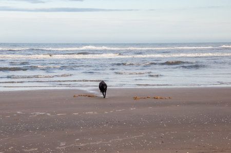 A black dog walking on a sandy beach in the late afternoon.の写真素材