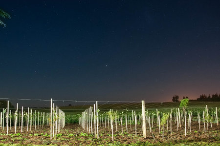Night landscape with starry sky over vineyards. Long exposure.の写真素材