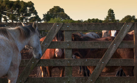 Horses in a corral at sunset in Brazilの写真素材