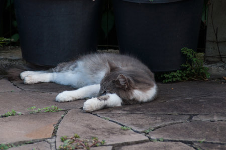 Cute cat sleeping on the ground in the garden, stock photoの写真素材