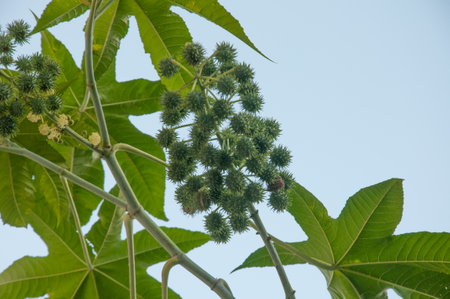 Ricinus communis, also known as horse chestnut.の写真素材