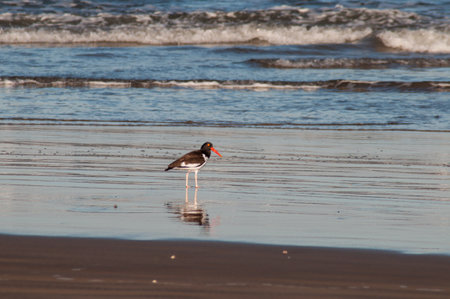American oystercatcher (Haematopus palliatus) on the beach