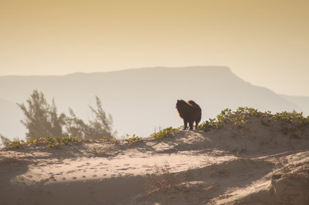 dog on the sand dunes of the dunes at sunriseの写真素材