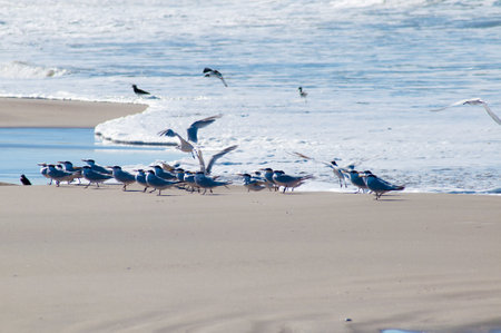 Seagulls on the beach in brazilの写真素材