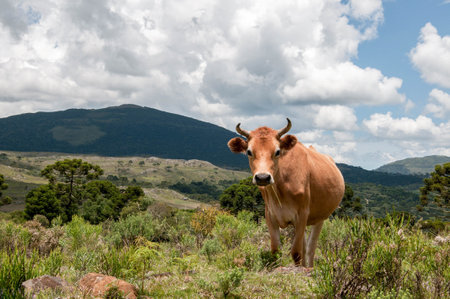 cow in the mountains in brazil