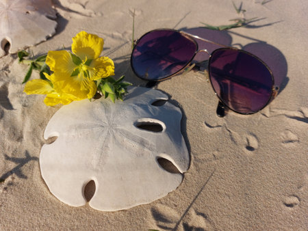 Sunglasses and a shell on the sand with yellow flowers.の写真素材