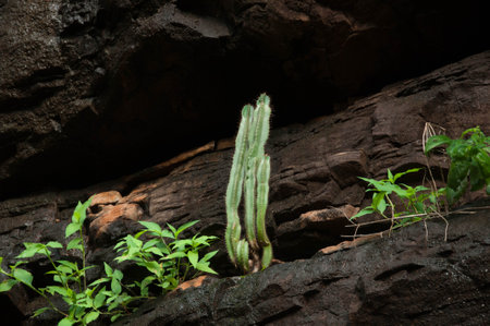 Cactus in the forest. Green plant on the rock background.の写真素材