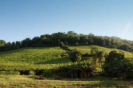 Vineyard in the mountains, Brazilの写真素材