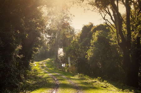 Road in the forest with sunlight in the morning. Nature background.