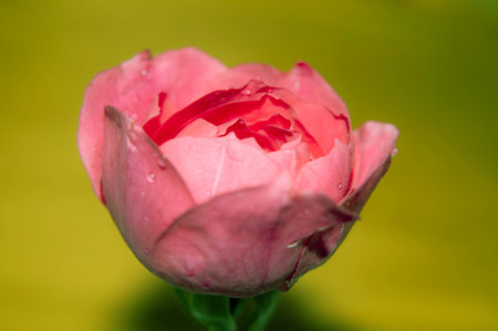 Beautiful pink rose on a green background. Close-up.