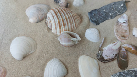 Seashells on the sand.