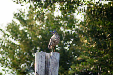 beautiful bird in the forest