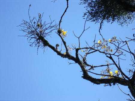 Tree with yellow flowers against blue sky,
