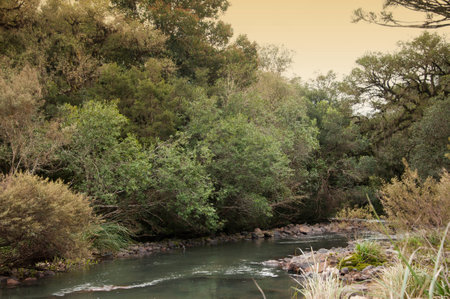 River running through the forest in the countryside, Brazil