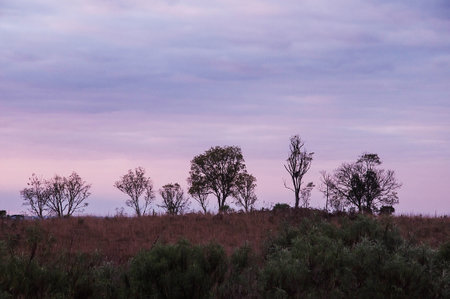 Sunset in the forest, Brazil