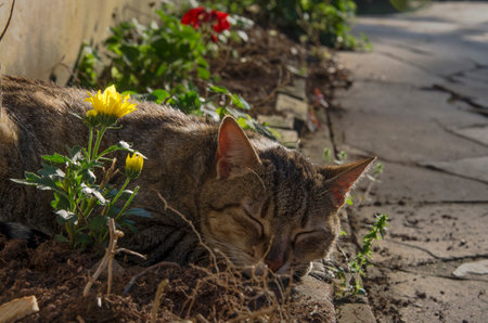 Cat sleeping on the ground with flowers in the garden. Selective focus.の写真素材