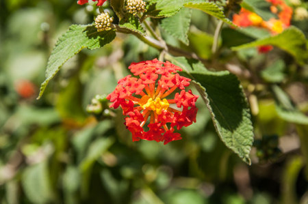 Lantana camara flower in garden, uruguay. (Lantana camara L.)