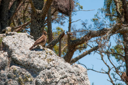 A bird of prey sitting on a rock in the middle of a treeの写真素材