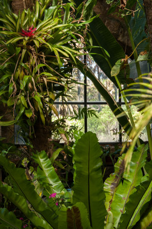 Tropical plants in the botanical garden, stock photo imageの写真素材