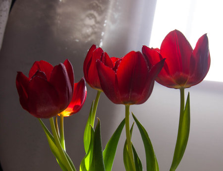 Beautiful red tulips in a vase on the windowsillの写真素材