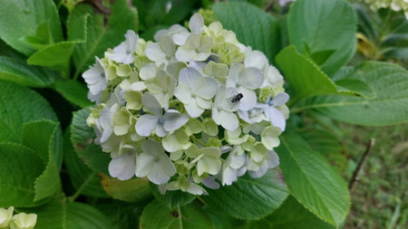 Fly perched on a hydrangea flower