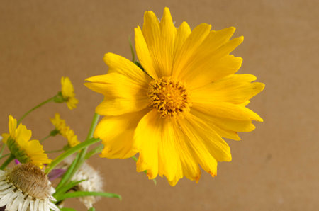 Beautiful yellow flower on a brown background.の写真素材
