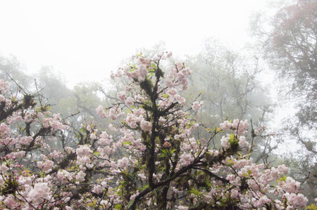 cherry blossom in the misty morning, brazilの写真素材