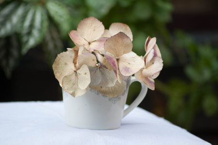 dry hydrangea in a white cup on a white tableclothの写真素材