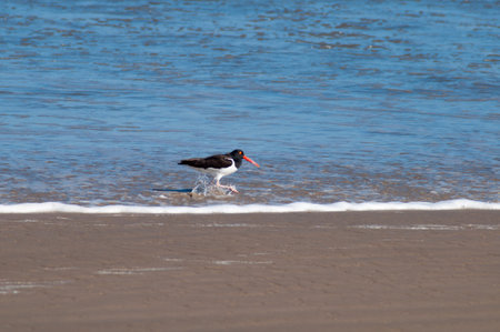 Oystercatcher (Haematopus ostralegus) on the beachの写真素材